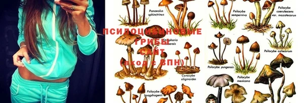шишки Балабаново